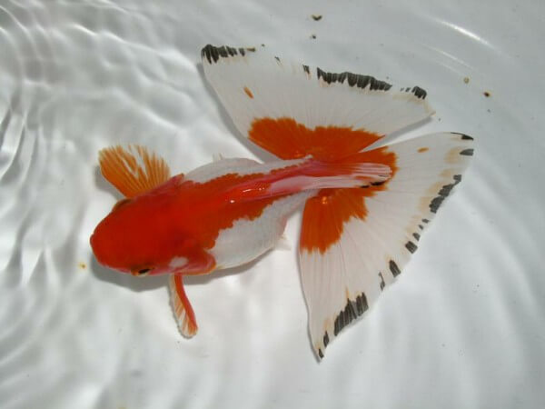 文魚(yú)